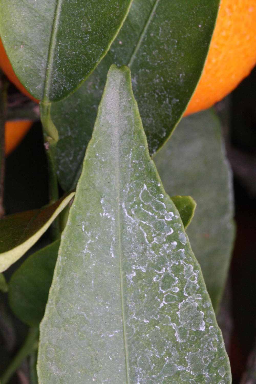              Margin (SRA 63, Riverside, CA)       